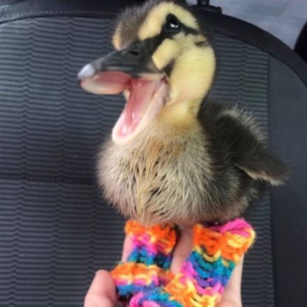 Meet your Posher, Duckling